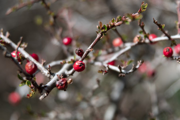 cotoneaster