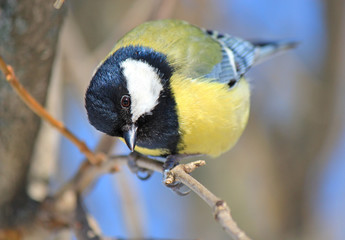 a curious tit considers the landscape