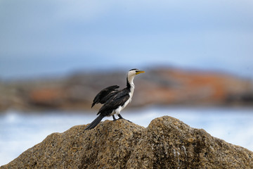 The little pied cormorant, little shag or kawaupaka (Microcarbo melanoleucos) is a common...