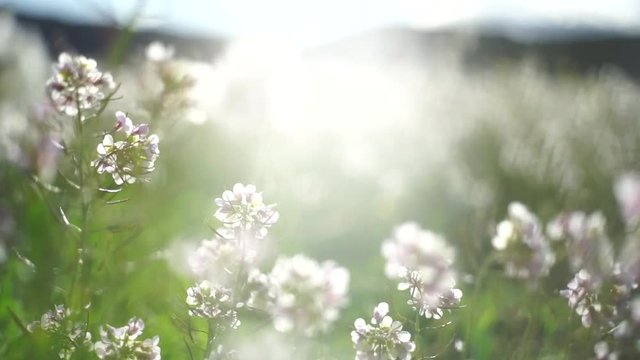 Field of flowers that move with the wind