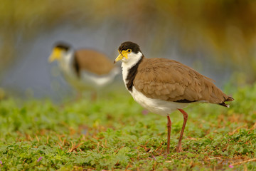 The masked lapwing Vanellus miles also known as the masked plover and often called the spur-winged plover  is a large, common and conspicuous bird native to Australia Tasmania