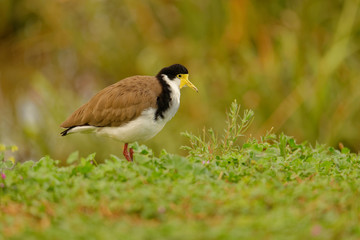 The masked lapwing Vanellus miles also known as the masked plover and often called the spur-winged plover  is a large, common and conspicuous bird native to Australia Tasmania