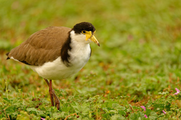 The masked lapwing Vanellus miles also known as the masked plover and often called the spur-winged plover  is a large, common and conspicuous bird native to Australia Tasmania