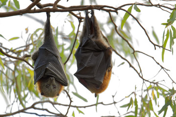The grey-headed flying fox Pteropus poliocephalus is the largest bat in Australia. This flying fox...
