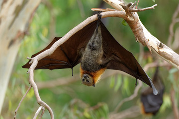 The grey-headed flying fox Pteropus poliocephalus is the largest bat in Australia. This flying fox...