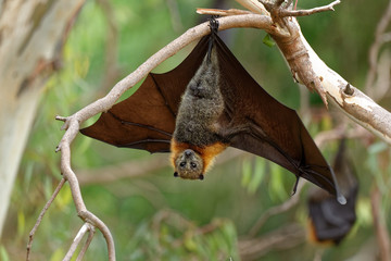 The grey-headed flying fox Pteropus poliocephalus is the largest bat in Australia. This flying fox...
