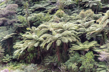 Baumfarn in Neuseeland