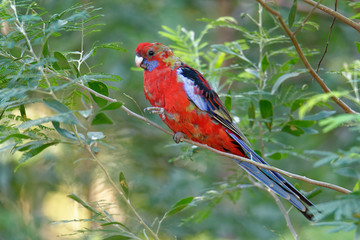 The crimson rosella (Platycercus elegans) is a parrot native to eastern and south eastern Australia which has been introduced to New Zealand and Norfolk Island