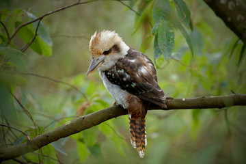 The laughing kookaburra (Dacelo novaeguineae) is a bird in the kingfisher subfamily Halcyoninae. It is a large robust kingfisher with a whitish head and a dark eye-stripe