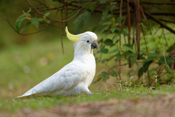The sulphur-crested cockatoo (Cacatua galerita) is a relatively large white cockatoo found in wooded habitats in Australia and New Guinea and some of the islands of Indonesia. Tasmania