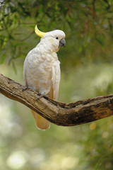 The sulphur-crested cockatoo (Cacatua galerita) is a relatively large white cockatoo found in...