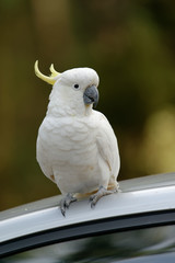 The sulphur-crested cockatoo (Cacatua galerita) is a relatively large white cockatoo found in wooded habitats in Australia and New Guinea and some of the islands of Indonesia. Tasmania