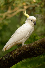 The sulphur-crested cockatoo (Cacatua galerita) is a relatively large white cockatoo found in wooded habitats in Australia and New Guinea and some of the islands of Indonesia. Tasmania