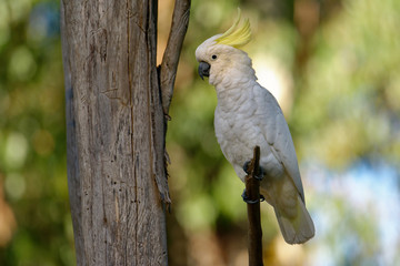 Obraz premium The sulphur-crested cockatoo (Cacatua galerita) is a relatively large white cockatoo found in wooded habitats in Australia and New Guinea and some of the islands of Indonesia. Tasmania