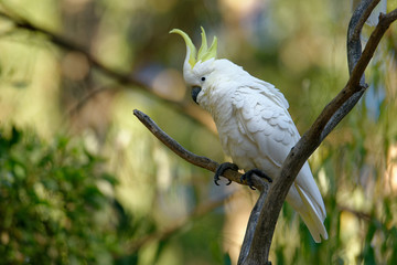 The sulphur-crested cockatoo (Cacatua galerita) is a relatively large white cockatoo found in...