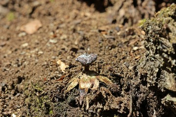 Kragen-Erdstern (Geastrum striatum) 
