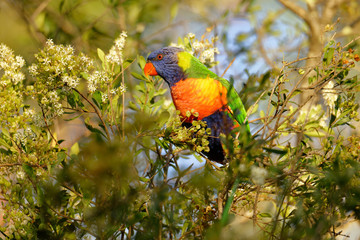 The rainbow lorikeet (Trichoglossus moluccanus) is a species of parrot found in Australia. It is common along the eastern seaboard, from northern Queensland to South Australia.