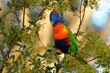 The rainbow lorikeet (Trichoglossus moluccanus) is a species of parrot found in Australia. It is common along the eastern seaboard, from northern Queensland to South Australia.