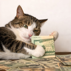 Adorable cat playing with dollar banknotes