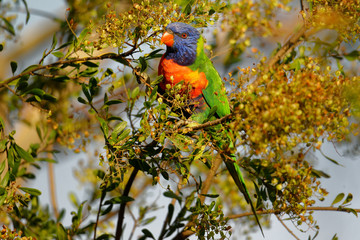 The rainbow lorikeet (Trichoglossus moluccanus) is a species of parrot found in Australia. It is common along the eastern seaboard, from northern Queensland to South Australia.