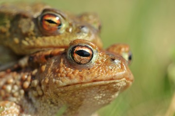 Erdkrötenpaar (Bufo bufo) auf Wanderschaft 
