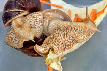 Giant african Achatina fulica snail eats on a cabbage.