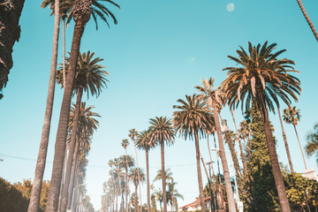 Exotic palm trees in bervely hills, Los Angeles