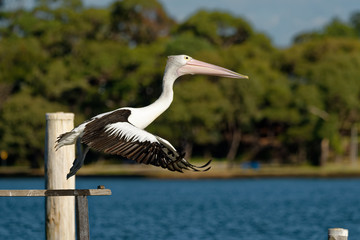 The Australian pelican (Pelecanus conspicillatus) is a large waterbird of the family Pelecanidae, widespread on the inland and coastal waters of Australia and New Guinea, also in Fiji