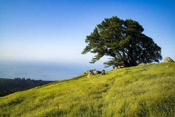 Tree on Mt Tam