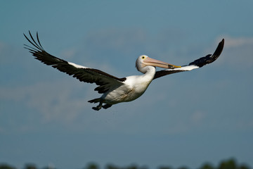 The Australian pelican (Pelecanus conspicillatus) is a large waterbird of the family Pelecanidae, widespread on the inland and coastal waters of Australia and New Guinea, also in Fiji