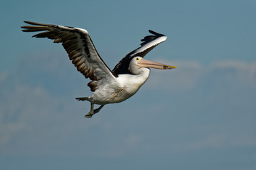 The Australian pelican (Pelecanus conspicillatus) is a large waterbird of the family Pelecanidae, widespread on the inland and coastal waters of Australia and New Guinea, also in Fiji