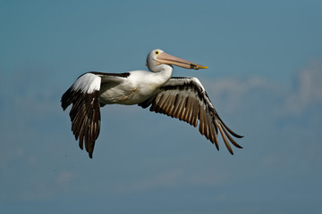Fototapeta na wymiar The Australian pelican (Pelecanus conspicillatus) is a large waterbird of the family Pelecanidae, widespread on the inland and coastal waters of Australia and New Guinea, also in Fiji