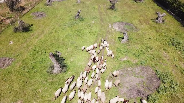 sheeps aerial view shot from 4k drone