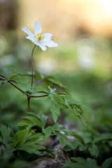 Weiße Frühlingsblume im Wald, Buschwindröschen