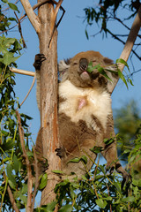 The koala (Phascolarctos cinereus, or, inaccurately, koala bear) is an arboreal herbivorous marsupial native to Australia