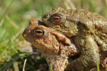 Erdkrötenpaar (Bufo bufo) auf Wanderschaft 
