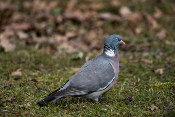 Common Wood Pigeon's profile