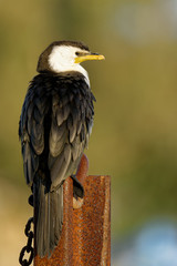 The little pied cormorant, little shag or kawaupaka (Microcarbo melanoleucos) is a common Australasian waterbird, found around the coasts, islands, estuaries, and inland waters