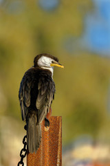 The little pied cormorant, little shag or kawaupaka (Microcarbo melanoleucos) is a common Australasian waterbird, found around the coasts, islands, estuaries, and inland waters