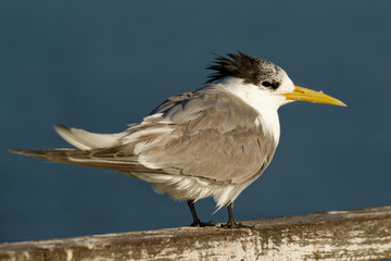 The greater crested tern (Thalasseus bergii), also called crested tern or swift tern, is a tern in the family Laridae that nests in dense colonies on coastlines and islands in the tropical land