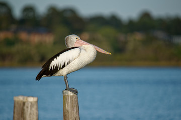 The Australian pelican (Pelecanus conspicillatus) is a large waterbird of the family Pelecanidae, widespread on the inland and coastal waters of Australia and New Guinea, also in Fiji