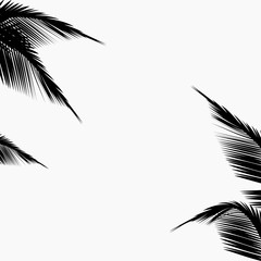 Fototapeta na wymiar Palm leaves abstract black and white background vector