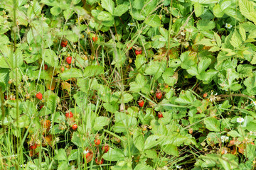 glade of strawberries in the forest