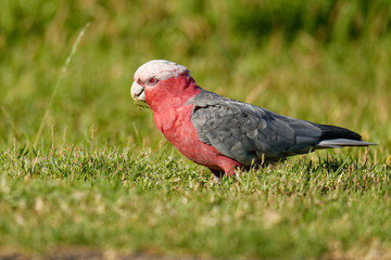 The galah (Eolophus roseicapilla), also known as the rose-breasted cockatoo, galah cockatoo, roseate cockatoo or pink and grey, is one of the most common and widespread cockatoos