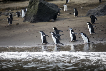Obraz premium A colony of Chinstrap Penguins play in the water and search for krill to eat. They live on Deception Island in Antarctica, which is a volcanic island known as the Land of Fire and Ice.