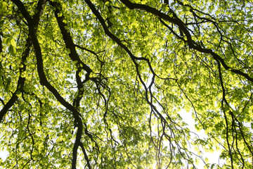 cool green tree branches with sky background