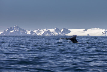 A tail of a massive Humpback Whale splashes back into the ocean, off the shore of Bailey Head on Deception Island in Antarctica.