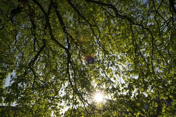 cool green tree branches with sky background