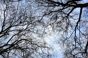 cool tree branches with sky background