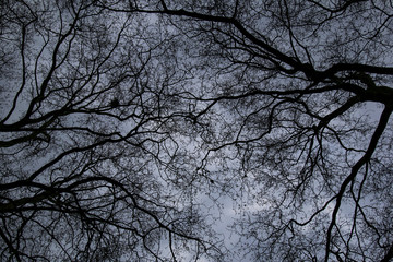 cool tree branches with sky background